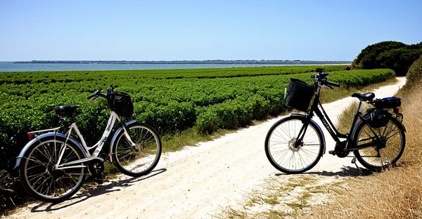 Location de vélos à noirmoutier : tarifs et conseils pratiques !